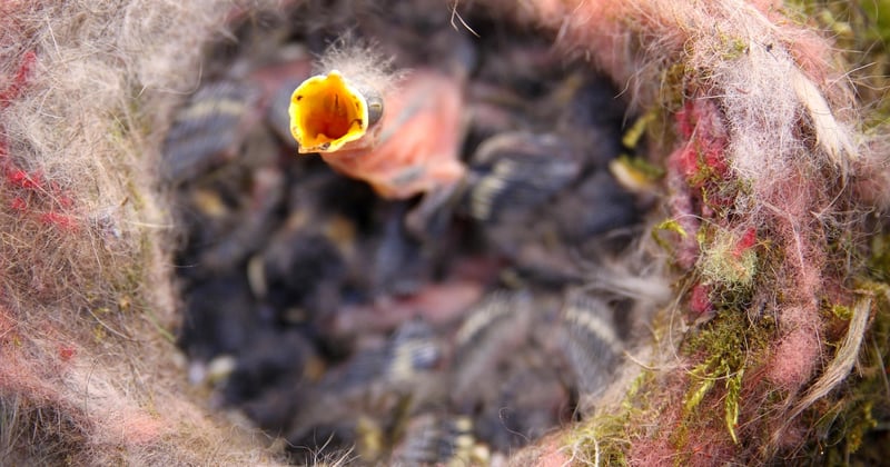 Nourrir un oisillon mésange : nos conseils pour le sauver