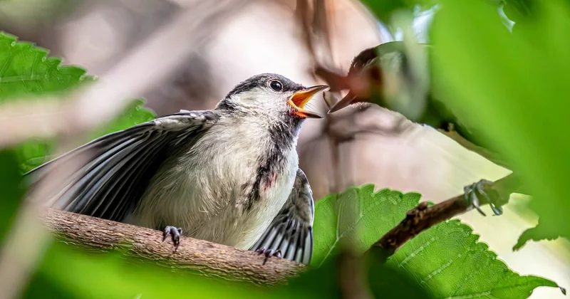 Comment la mésange nourrit-elle ses oisillons ?