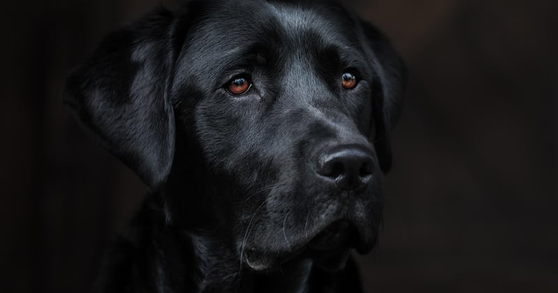 Combien coûte un chien détecteur de punaise de lit ? Prix et tarifs