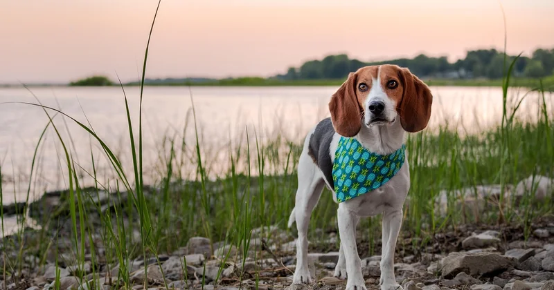 Quelle est la fiabilité de la détection canine des punaises de lit ?